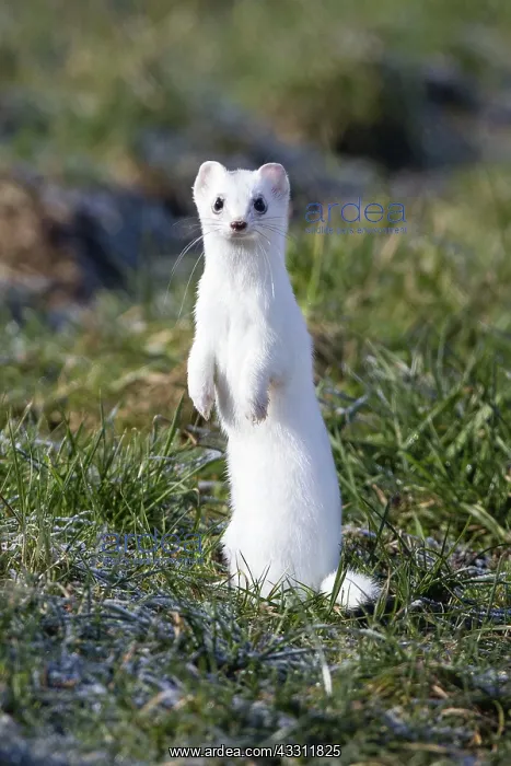 : 80189575 Stoat / Ermine - standing on back legs : 80189575 Stoat / Ermine - standing on back legs