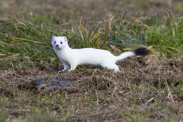 : 80189576 Stoat / Ermine - on meadow Lower Saxony : 80189576 Stoat / Ermine - on meadow Lower Saxony