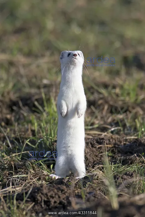 : 80189577 Stoat / Ermine - alert - standing upright : 80189577 Stoat / Ermine - alert - standing upright