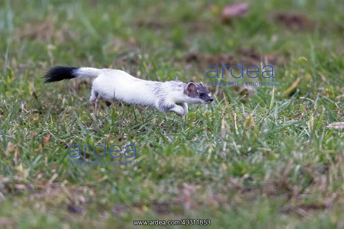 : 80189578 Stoat / Ermine - running across a meadow : 80189578 Stoat / Ermine - running across a meadow