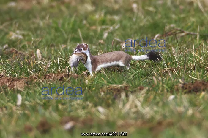 : 80189579 Stoat / Ermine - with caught vole in fang : 80189579 Stoat / Ermine - with caught vole in fang