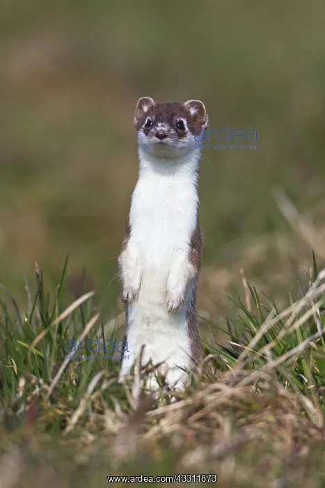  : 80189580 Stoat  /  Ermine - alert - standing upright