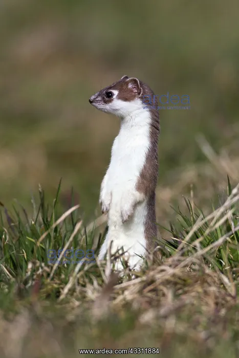 : 80189581 Stoat / Ermine - alert - standing upright : 80189581 Stoat / Ermine - alert - standing upright