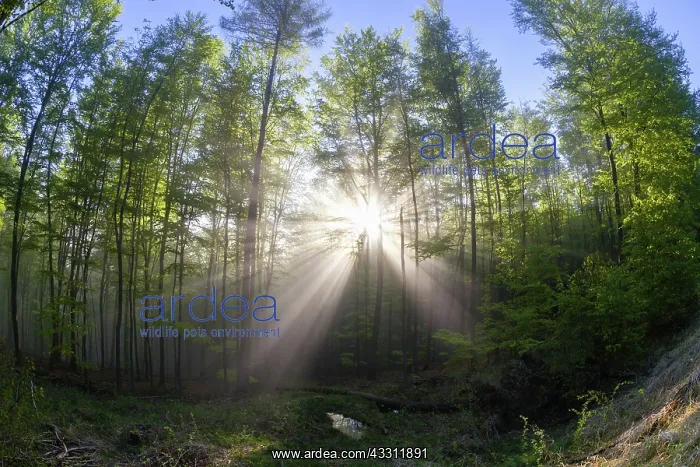 : 80189582 Forestry - and early morning mist - in : 80189582 Forestry - and early morning mist - in