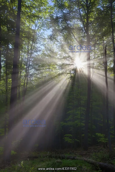 : 80189583 Forestry - and early morning mist - in : 80189583 Forestry - and early morning mist - in