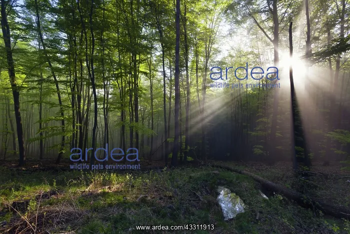 : 80189584 Forestry - and early morning mist - in : 80189584 Forestry - and early morning mist - in