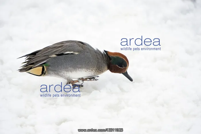 : 80189585 Teal - drake - searching for food in snow : 80189585 Teal - drake - searching for food in snow