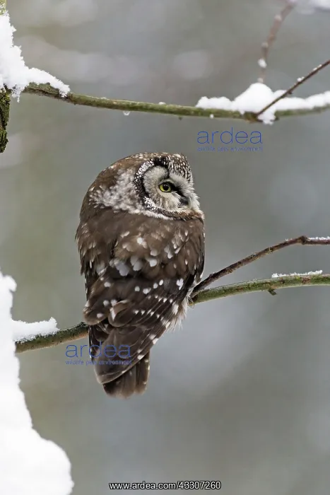 : 80189586 Tengmalm's Owl - perched on branch - in : 80189586 Tengmalm's Owl - perched on branch - in