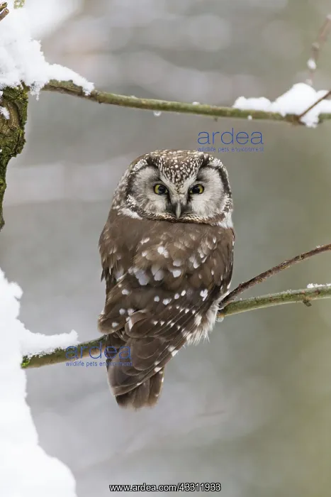  : 80189587 Tengmalm's Owl - perched on branch - in