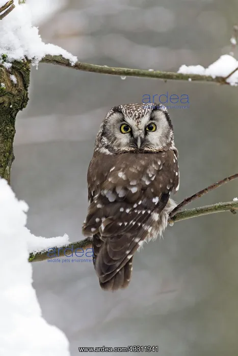 : 80189588 Tengmalm's Owl - perched on branch - in : 80189588 Tengmalm's Owl - perched on branch - in