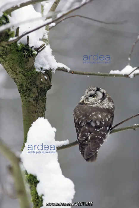 : 80189589 Tengmalm's Owl - perched on branch - in : 80189589 Tengmalm's Owl - perched on branch - in