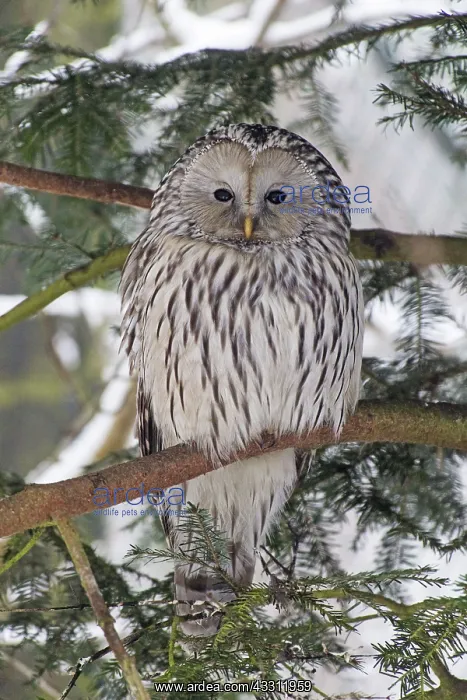 : 80189590 Ural Owl - perched on branch - in winter : 80189590 Ural Owl - perched on branch - in winter