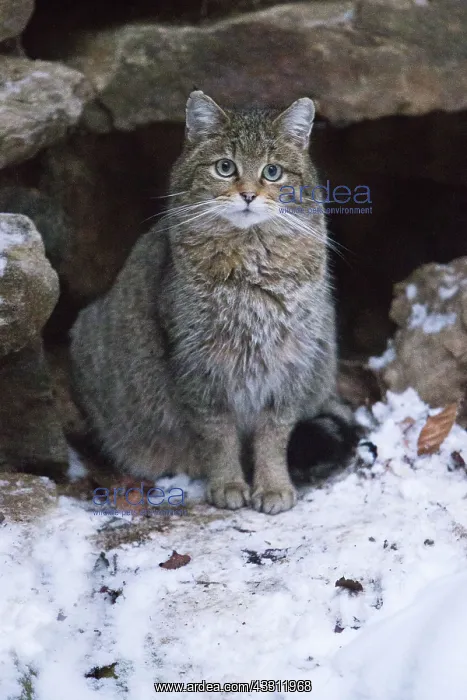 : 80189591 Wildcat - alert at entrance of den Bavarian : 80189591 Wildcat - alert at entrance of den Bavarian