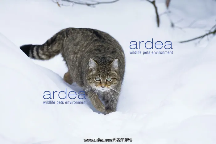 : 80189592 Wildcat - walking through snow Bavarian : 80189592 Wildcat - walking through snow Bavarian