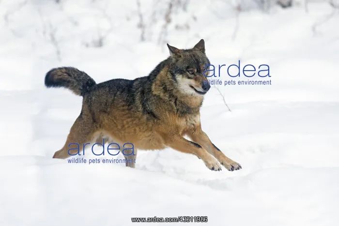 : 80189593 European Wolf - running through snow Bavarian : 80189593 European Wolf - running through snow Bavarian
