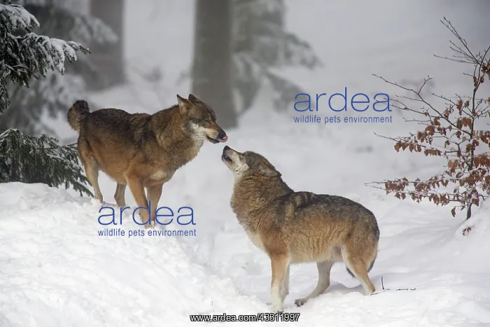 : 80189594 European Wolf - two animals showing social : 80189594 European Wolf - two animals showing social