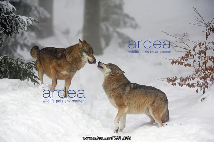 : 80189595 European Wolf - two animals showing social : 80189595 European Wolf - two animals showing social