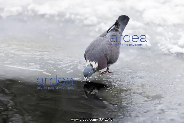 : 80189596 Wood Pigeon - drinking at edge of frozen : 80189596 Wood Pigeon - drinking at edge of frozen