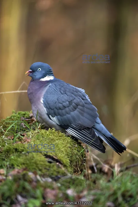: 80189597 Wood Pigeon - calling from moss covered : 80189597 Wood Pigeon - calling from moss covered