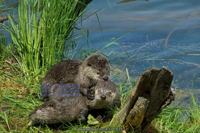 : 80189598 Northern River Otter - kits playing Wyoming : 80189598 Northern River Otter - kits playing Wyoming