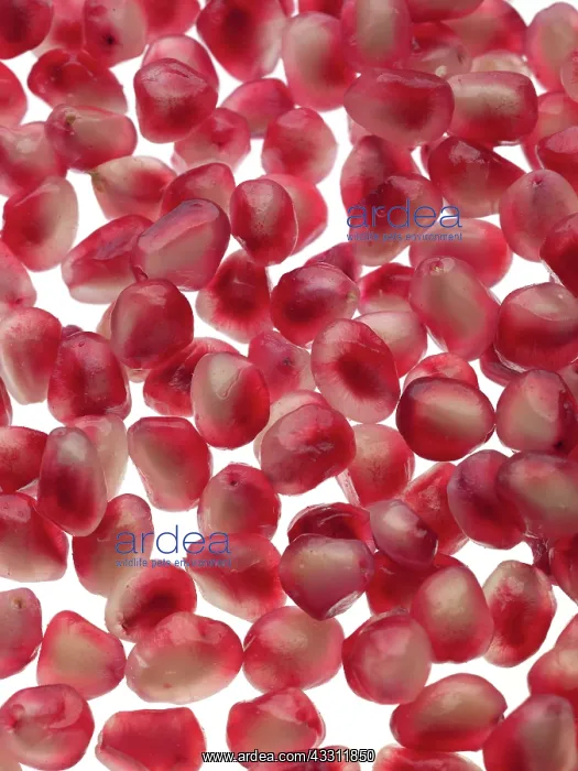 : 80189636 Pomegranate - grapes Agenzia Giornalistica : 80189636 Pomegranate - grapes Agenzia Giornalistica