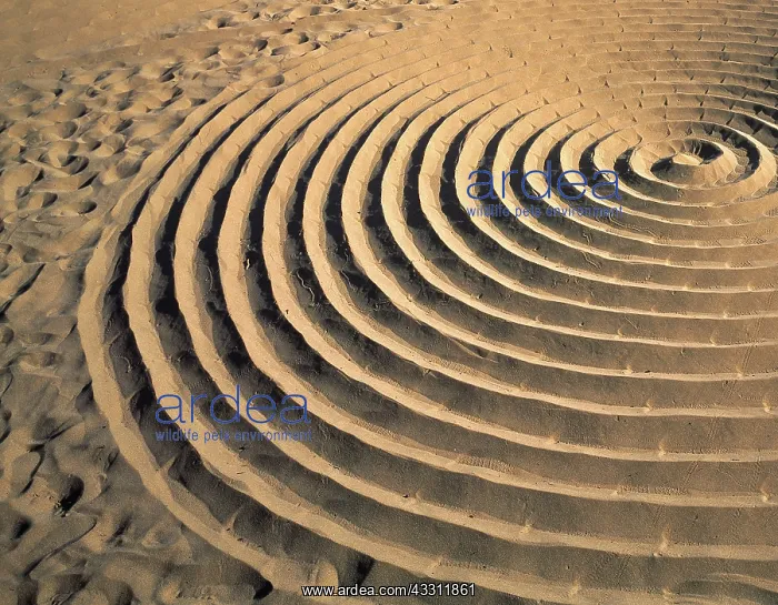 : 80189637 Spiral in the sand Agenzia Giornalistica : 80189637 Spiral in the sand Agenzia Giornalistica