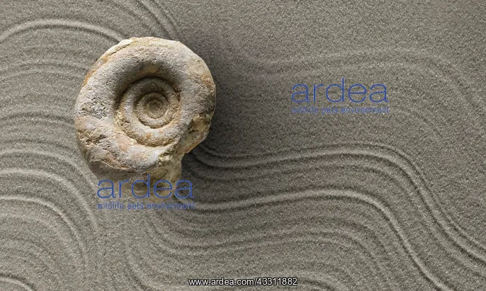 : 80189639 Fossil - with sand background Agenzia Giornalistica : 80189639 Fossil - with sand background Agenzia Giornalistica