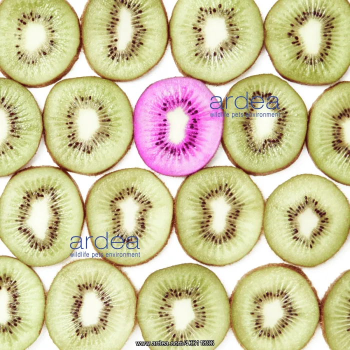 : 80189640 Kiwi Fruit - composition of slices with : 80189640 Kiwi Fruit - composition of slices with