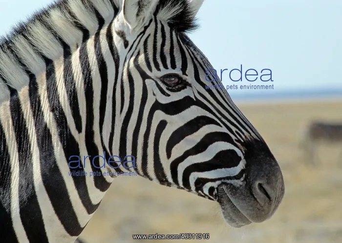 : 80189641 Zebra - in the desert Agenzia Giornalistica : 80189641 Zebra - in the desert Agenzia Giornalistica