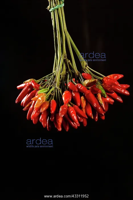 : 80189644 Hot Pepper Agenzia Giornalistica Fotografica : 80189644 Hot Pepper Agenzia Giornalistica Fotografica