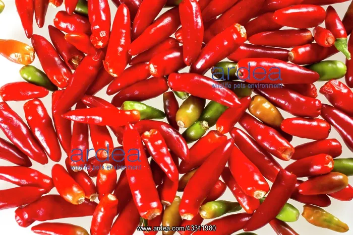 : 80189646 Hot Pepper Agenzia Giornalistica Fotografica : 80189646 Hot Pepper Agenzia Giornalistica Fotografica