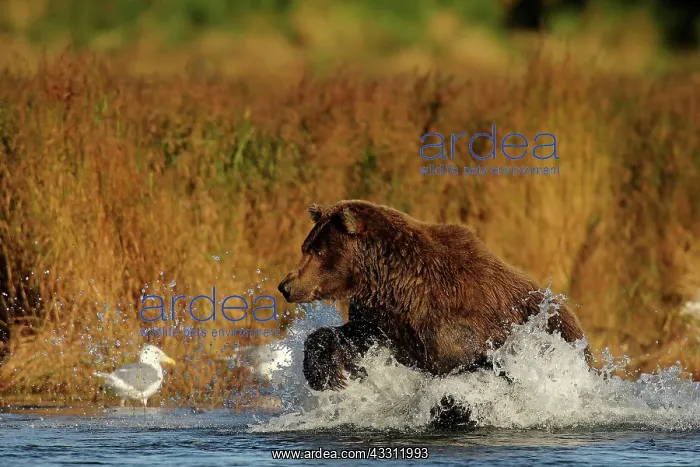 : 80189647 Grizzly Bear Agenzia Giornalistica Fotografica : 80189647 Grizzly Bear Agenzia Giornalistica Fotografica
