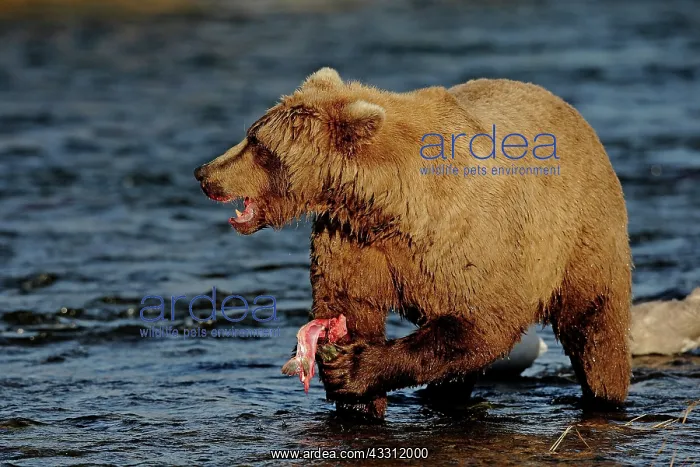 : 80189648 Grizzly Bear Agenzia Giornalistica Fotografica : 80189648 Grizzly Bear Agenzia Giornalistica Fotografica