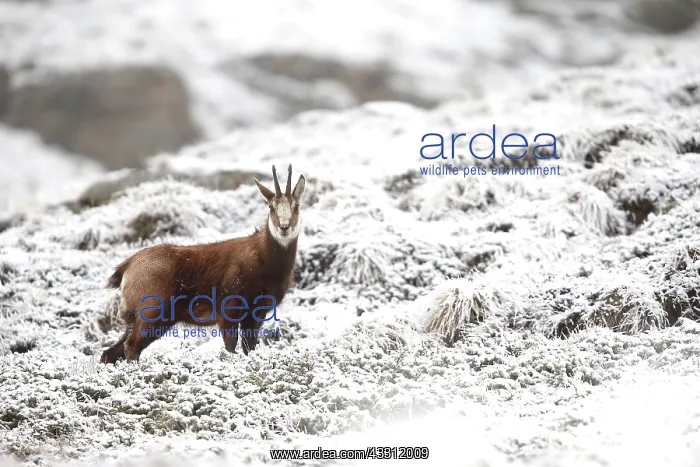 : 80189649 Chamois - in snow Agenzia Giornalistica : 80189649 Chamois - in snow Agenzia Giornalistica