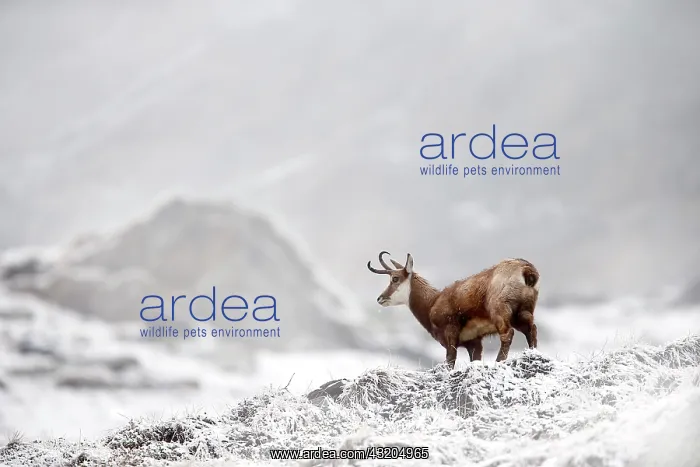 : 80189650 Chamois - in snow Agenzia Giornalistica : 80189650 Chamois - in snow Agenzia Giornalistica