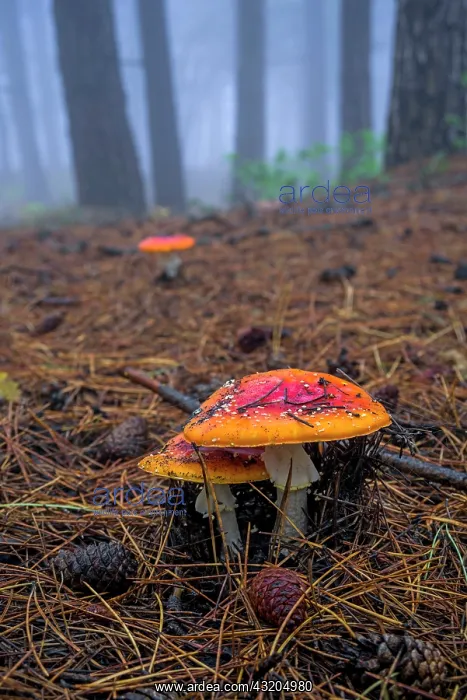: 80189651 Mushroom Agenzia Giornalistica Fotografica : 80189651 Mushroom Agenzia Giornalistica Fotografica