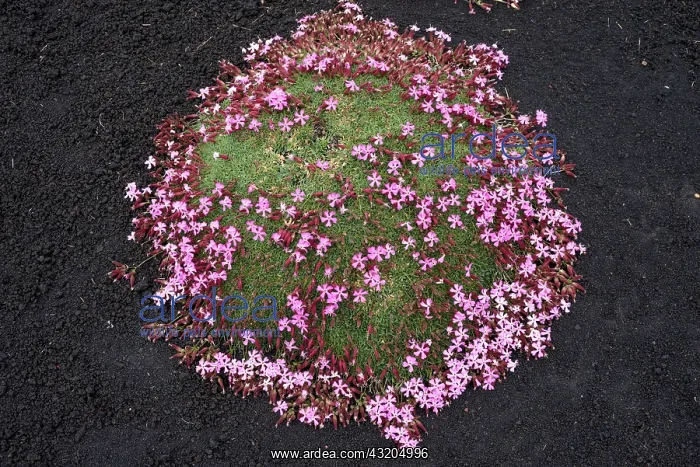 : 80189653 Soapwort Flower Etna Park, Sicily, Italy : 80189653 Soapwort Flower Etna Park, Sicily, Italy