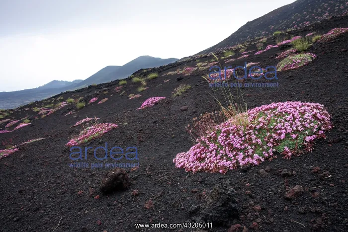 : 80189654 Soapwort Flower Etna Park, Sicily, Italy : 80189654 Soapwort Flower Etna Park, Sicily, Italy