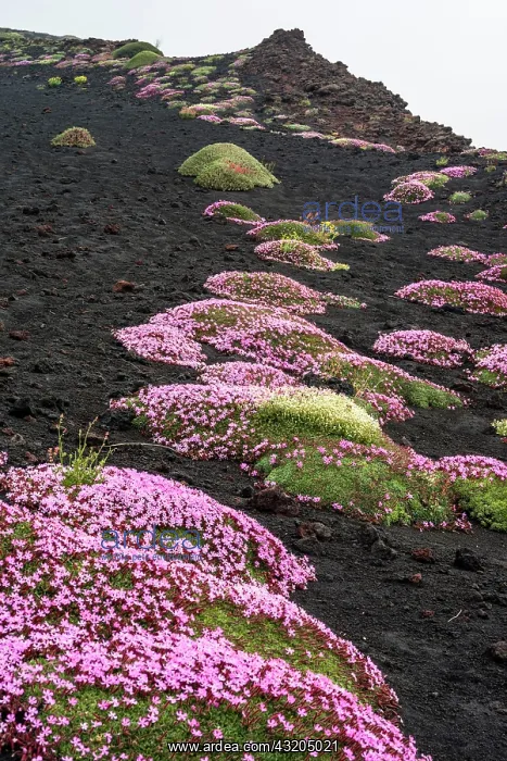  : 80189655 Soapwort Flower Etna Park, Sicily, Italy