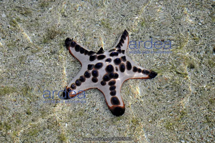 : 80189656 Starfish Komodo National Park, Sebayur : 80189656 Starfish Komodo National Park, Sebayur