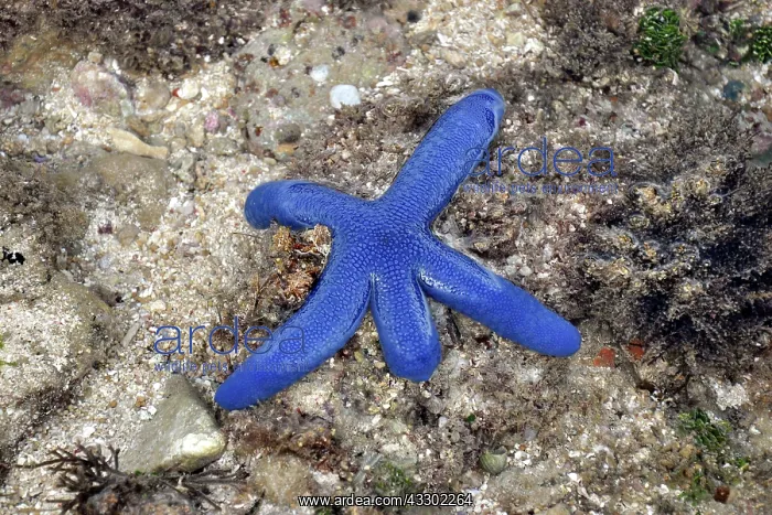  : 80189657 Starfish Pero Beach, Sumba Island, Indonesia