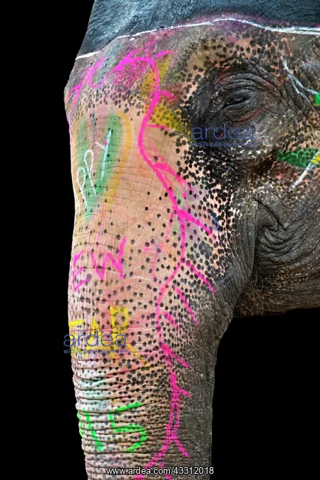 : 80189658 Elephant Rajasthan, Jaipur, Amber Fort : 80189658 Elephant Rajasthan, Jaipur, Amber Fort