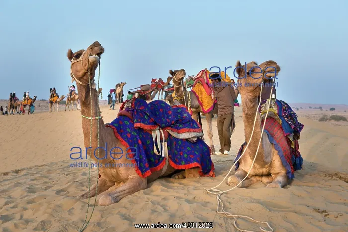 : 80189659 Camel Ride - in desert Jaisalmer, Rajasthan : 80189659 Camel Ride - in desert Jaisalmer, Rajasthan