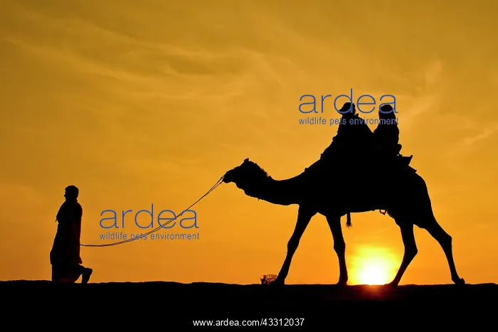 : 80189660 Camel Ride - in desert Jaisalmer, Rajasthan : 80189660 Camel Ride - in desert Jaisalmer, Rajasthan