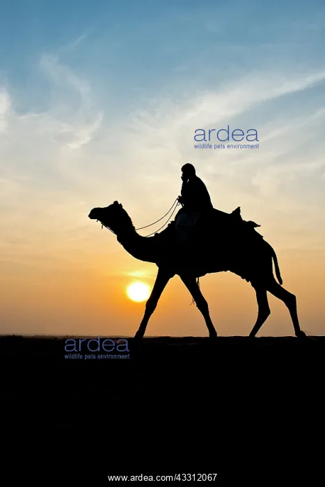 : 80189661 Camel Ride - in desert Jaisalmer, Rajasthan : 80189661 Camel Ride - in desert Jaisalmer, Rajasthan