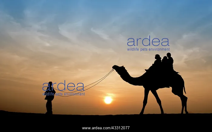 : 80189662 Camel Ride - in desert Jaisalmer, Rajasthan : 80189662 Camel Ride - in desert Jaisalmer, Rajasthan