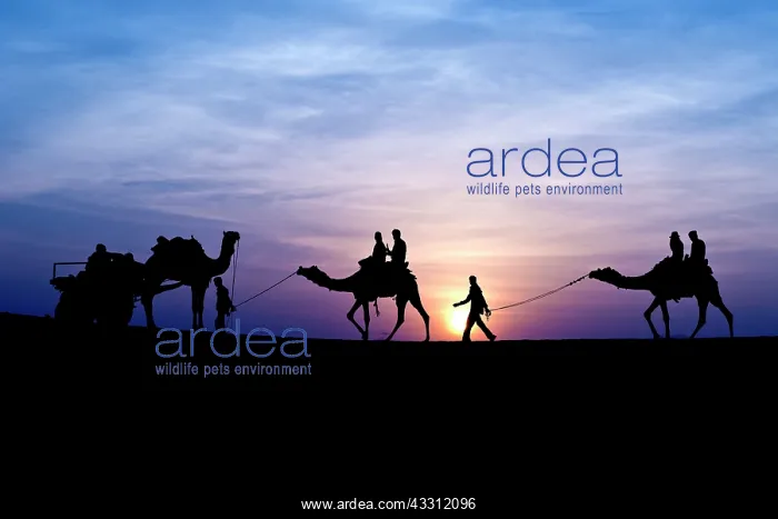 : 80189664 Camel Ride - in desert Jaisalmer, Rajasthan : 80189664 Camel Ride - in desert Jaisalmer, Rajasthan