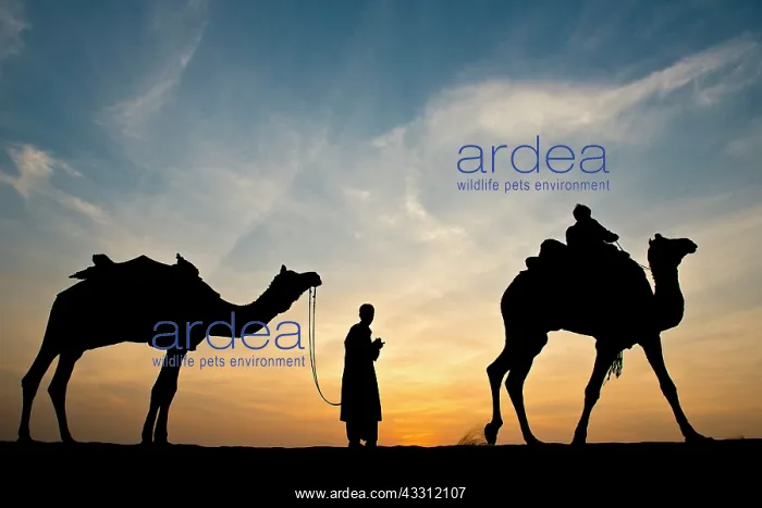 : 80189665 Camel Ride - in desert Jaisalmer, Rajasthan : 80189665 Camel Ride - in desert Jaisalmer, Rajasthan