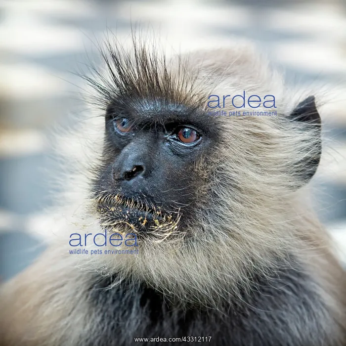 : 80189666 Pushkar Monkey Rajasthan, India Agenzia : 80189666 Pushkar Monkey Rajasthan, India Agenzia