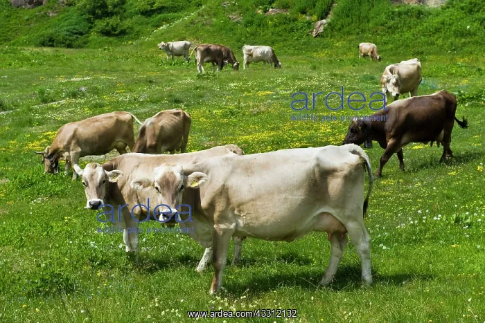 : 80189667 Cattle - cows Robiei, Canton Ticino, Switzerland : 80189667 Cattle - cows Robiei, Canton Ticino, Switzerland